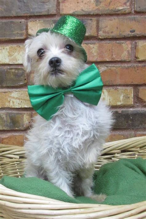 HSNT Waggin Tails (@HSNTWagginTails) .
